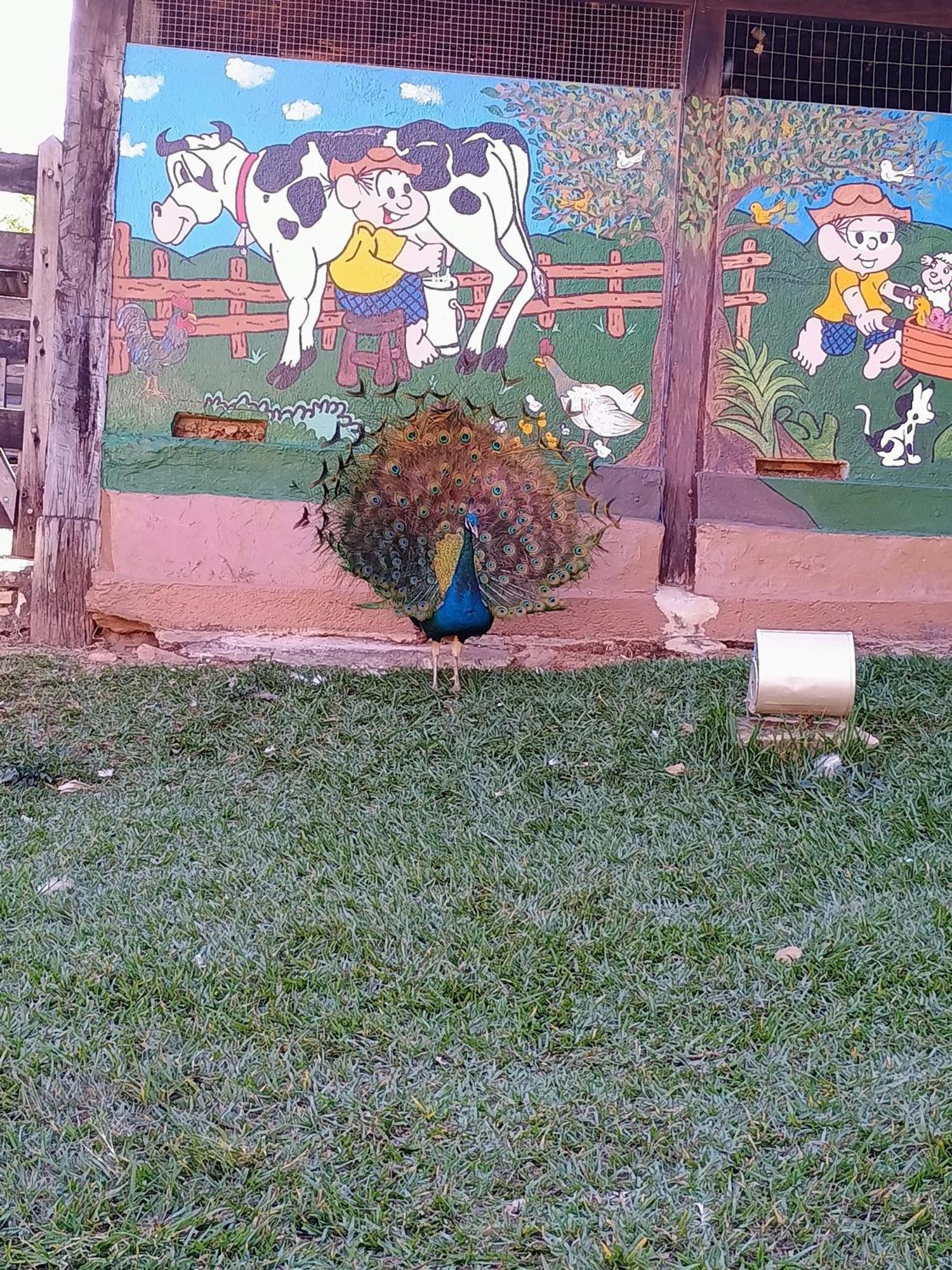 Águas Vivas Hotel Fazenda Pirenópolis Esterno foto