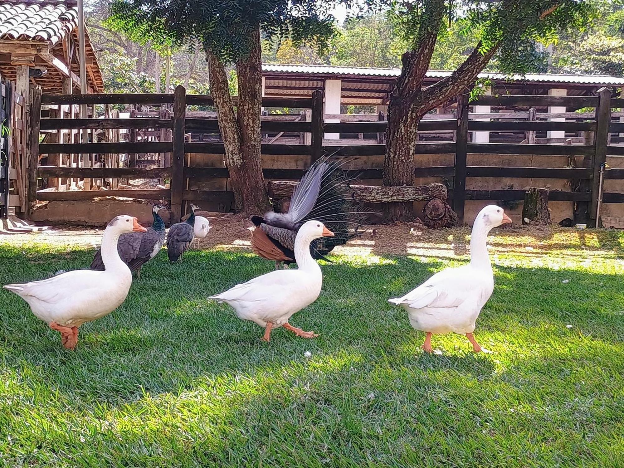 Águas Vivas Hotel Fazenda Pirenópolis Esterno foto